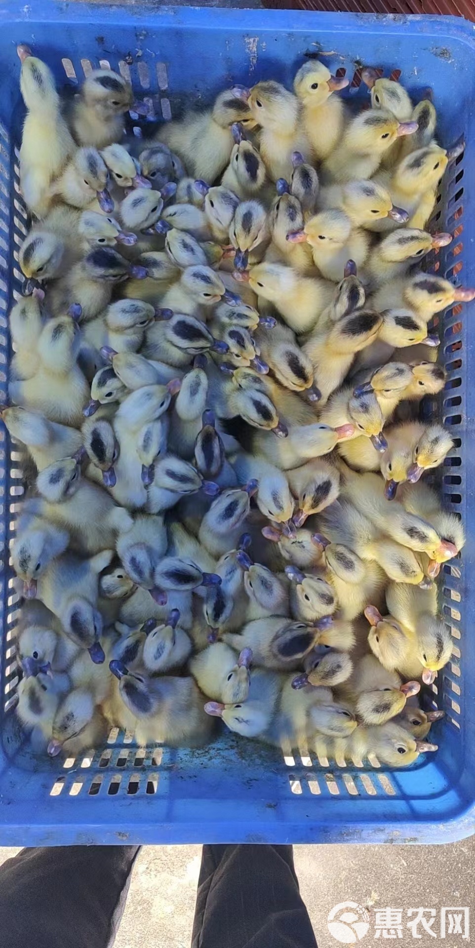 德陽供應出殼花邊鴨鴨養殖技術