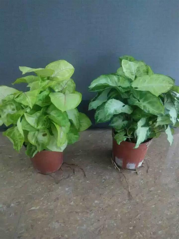 迷你小盆栽綠精靈觀葉植物凈化空氣(A90)黃金童子合果芋