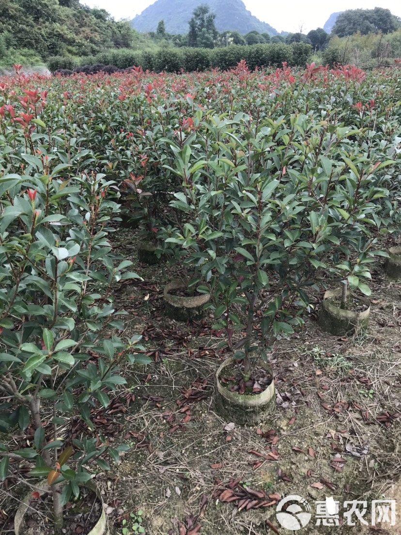 紅葉石楠紅葉石楠球獨干紅葉石楠規格全品種齊任君惠顧選購