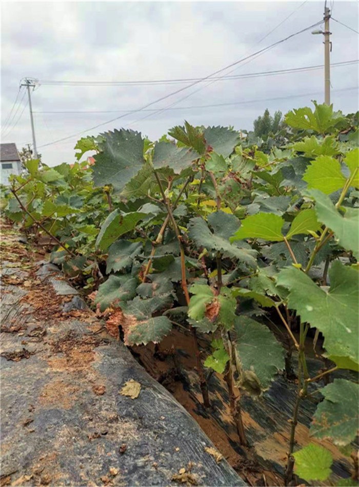 金華澤熙供應藤稔葡萄苗果苗嫁接苗批發30公分以上