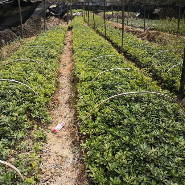 25高春鵑地苗40高春鵑工程苗春鵑籠子基地春鵑批發視頻