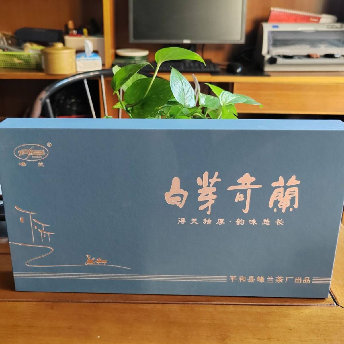批發平和白芽奇蘭茶葉/烏龍茶新良種/一斤起批/秋茶