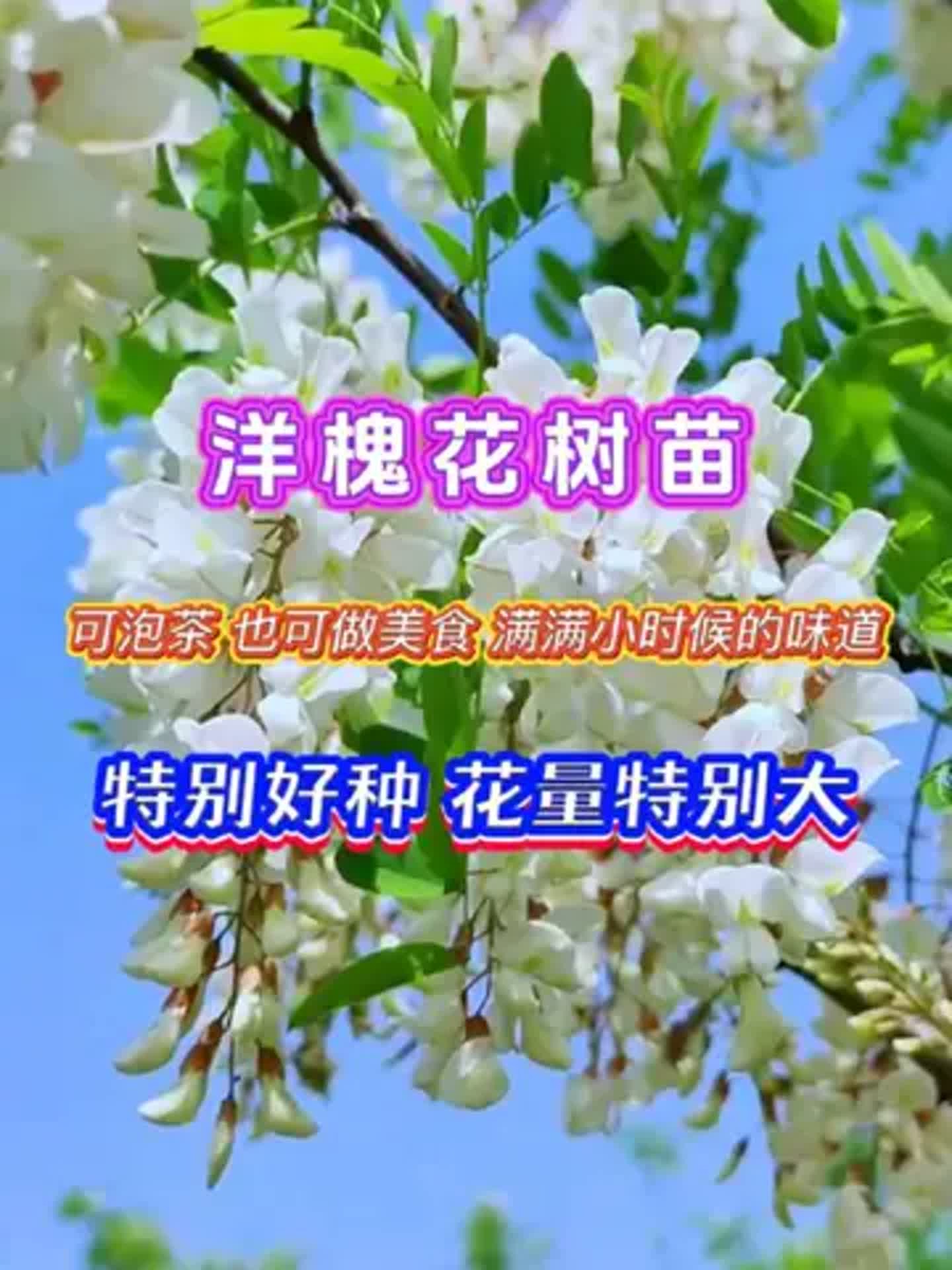 楊槐樹生長習性有哪些,要怎么種植?