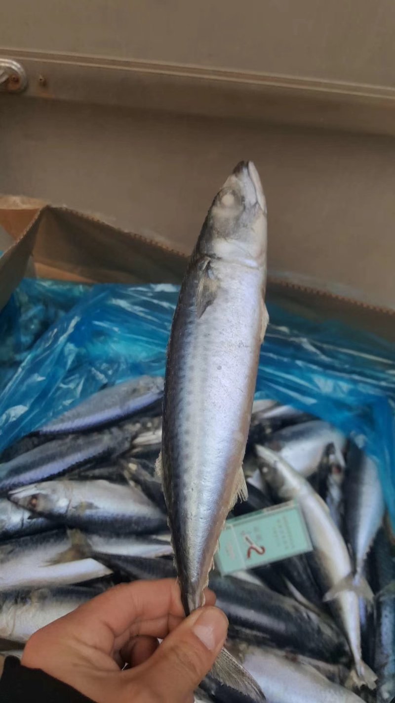 舟山產新鮮三去青占魚(又名鯖魚,鮐魚)HLD