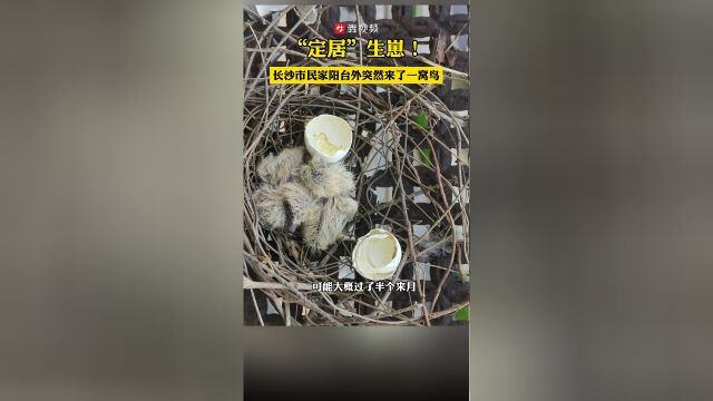 我想在陽臺捕捉一只小鳥用什么方法最有效