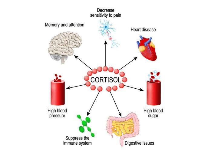 皮質醇(Cortisol)測定試劑盒IVDD辦理