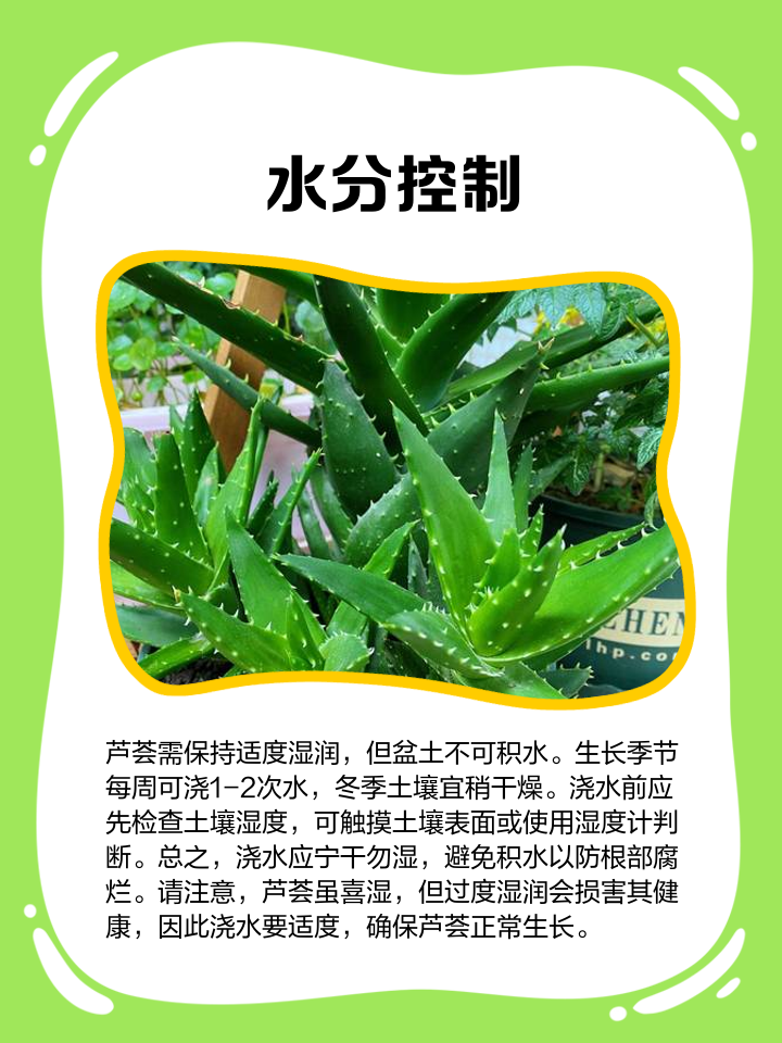 蘆薈大黃素簡(jiǎn)介及用途蘆薈大黃素出口美國(guó)注意事項(xiàng)