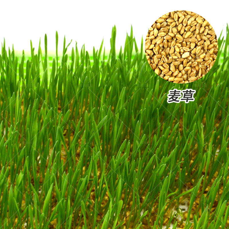 松柳種子/豆芽,芽苗/栽培/種植/蔬菜95(%)