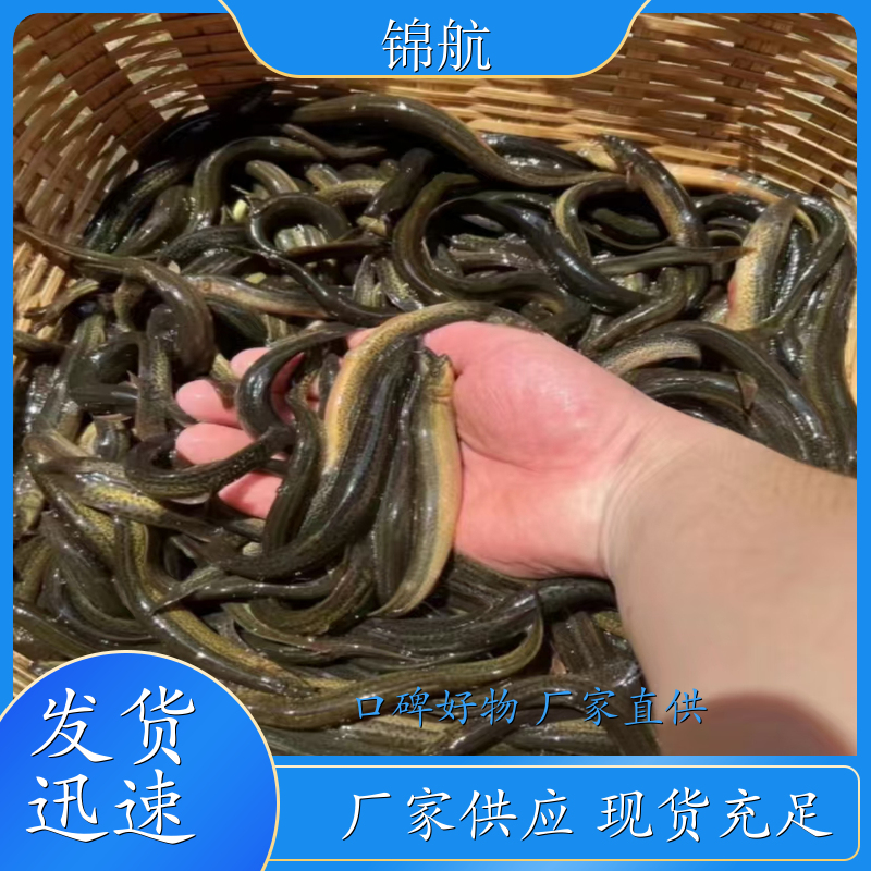 輝南縣金池林蛙養(yǎng)殖專(zhuān)業(yè)合作社:泥鰍魚(yú),林蛙系列