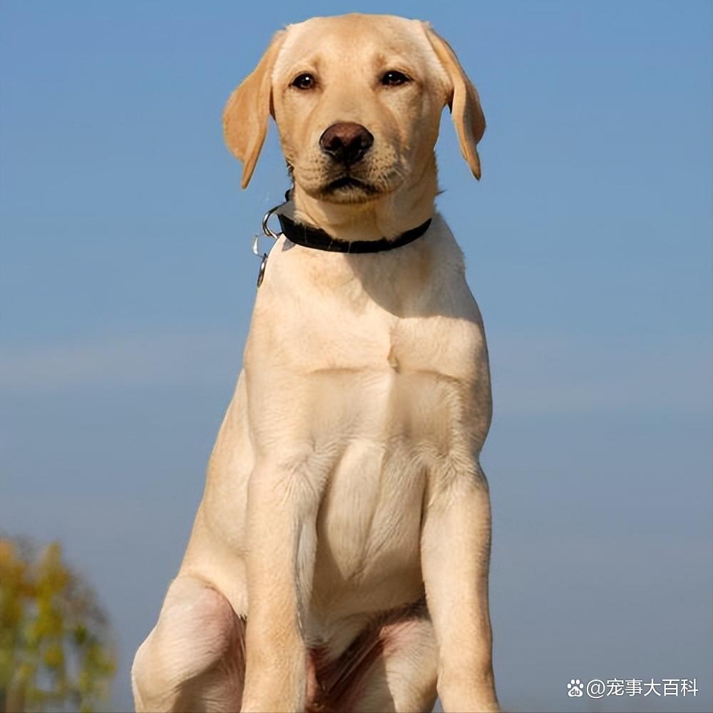 最忠誠十大狗狗排名第一無可代替