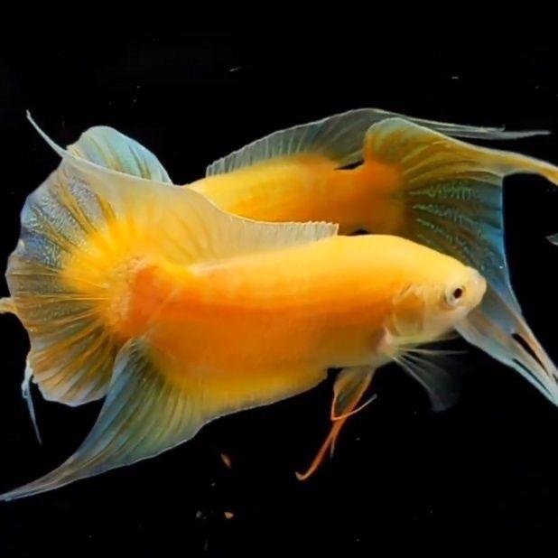 家中養(yǎng)什么魚招財轉運