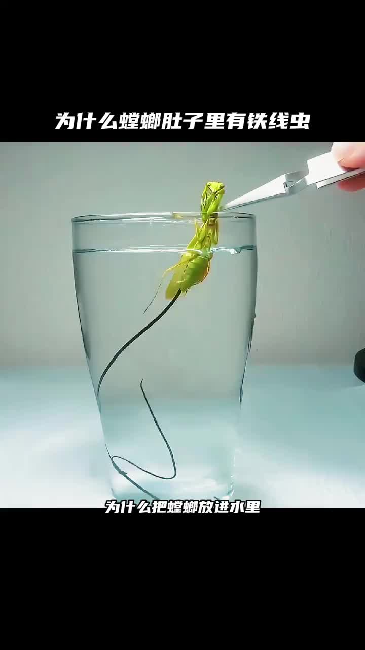 鐵線蟲控制螳螂的原理是什么