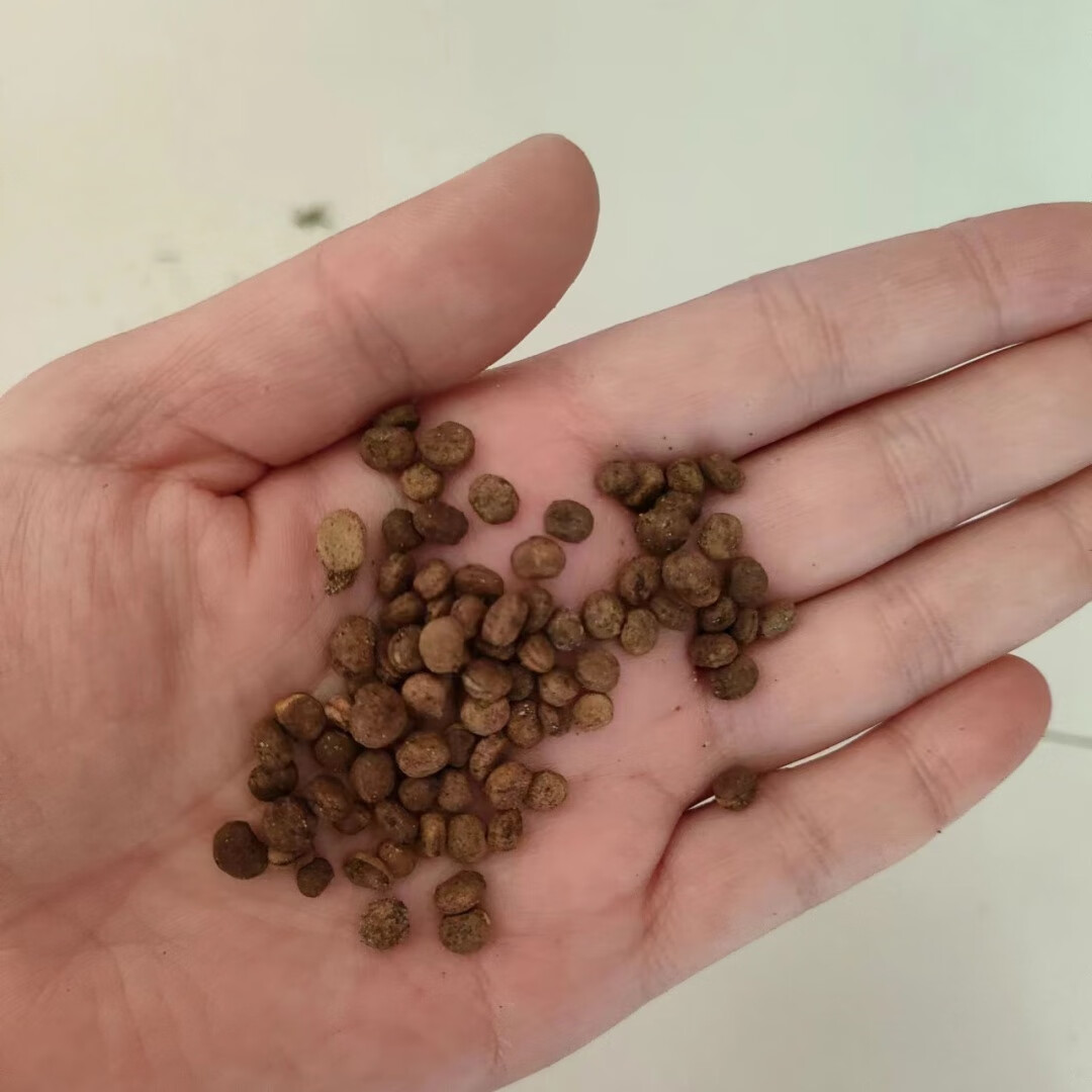 西洋參種子怎么吃最好