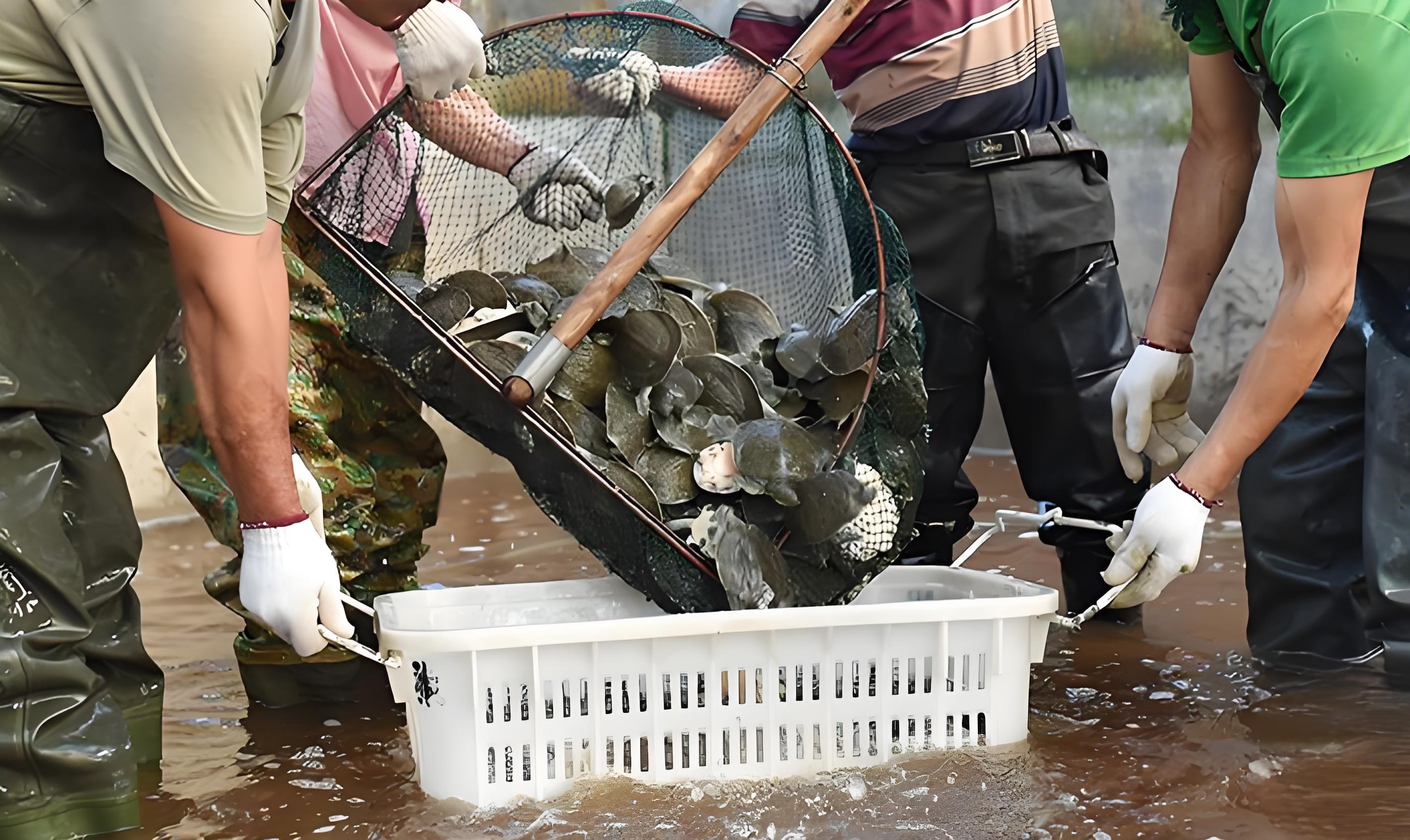甲魚如何養殖最好