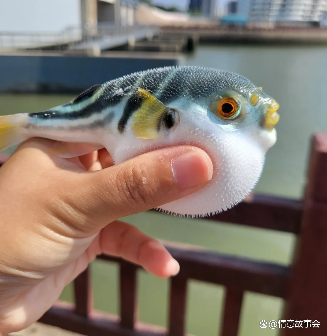 人工養殖的河豚有毒嗎