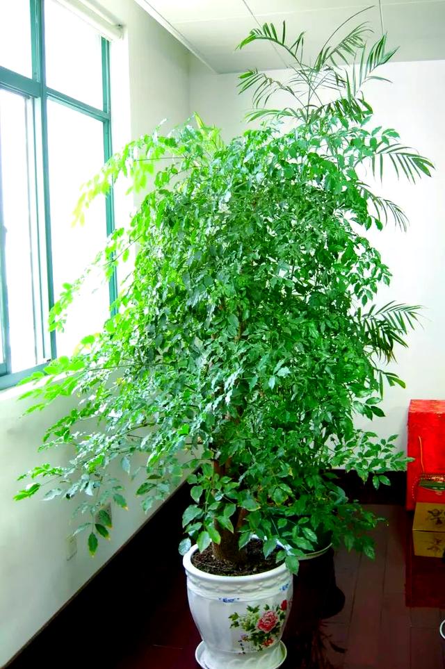 幸福樹養殖技巧