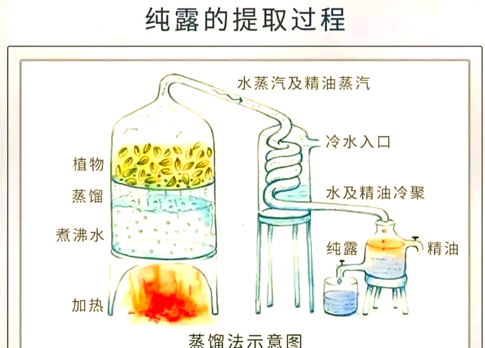 自己提煉精油的方法有哪些