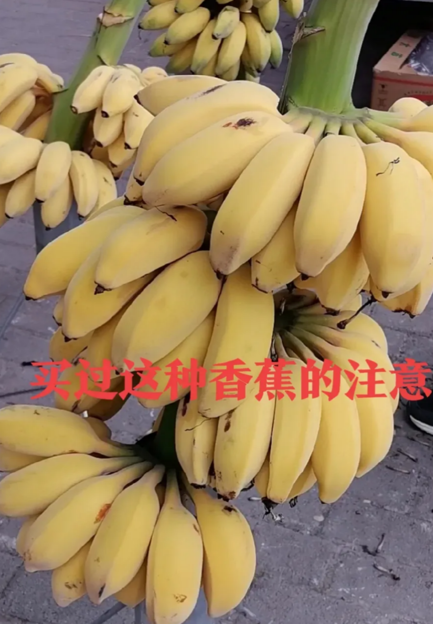 香蕉的音節是什么聲調