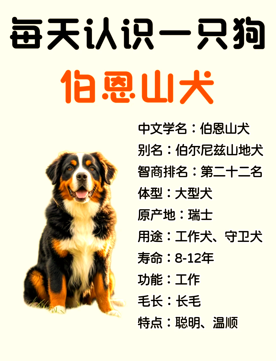 伯恩山犬是大型犬嗎