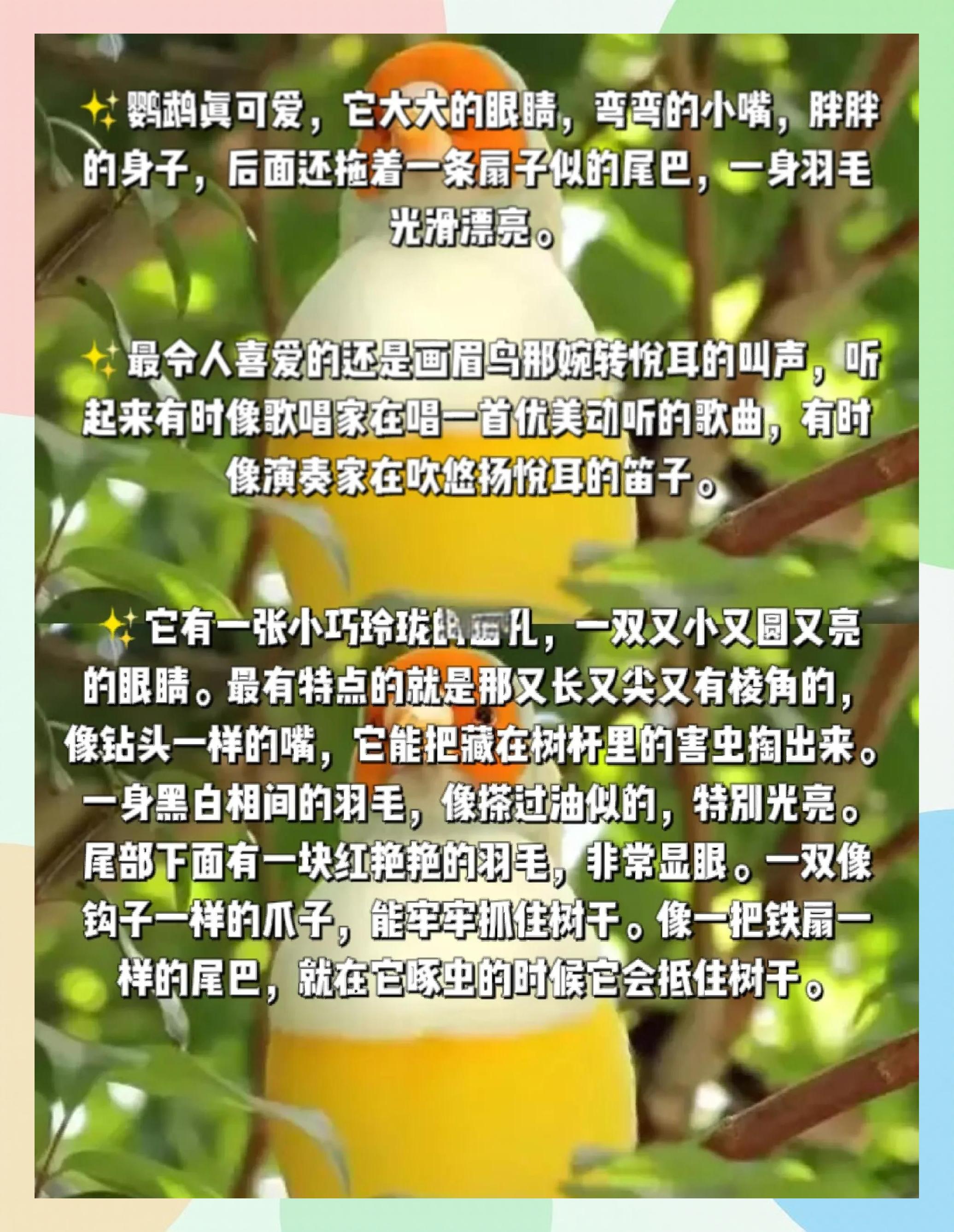 什么叫留鳥