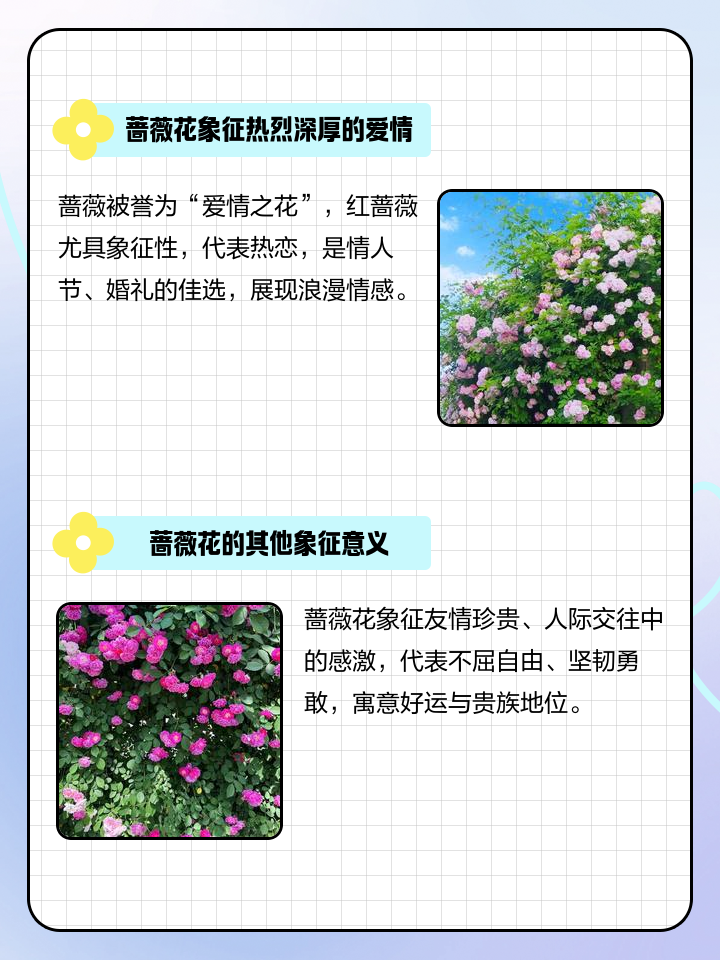 薔薇花的寓意
