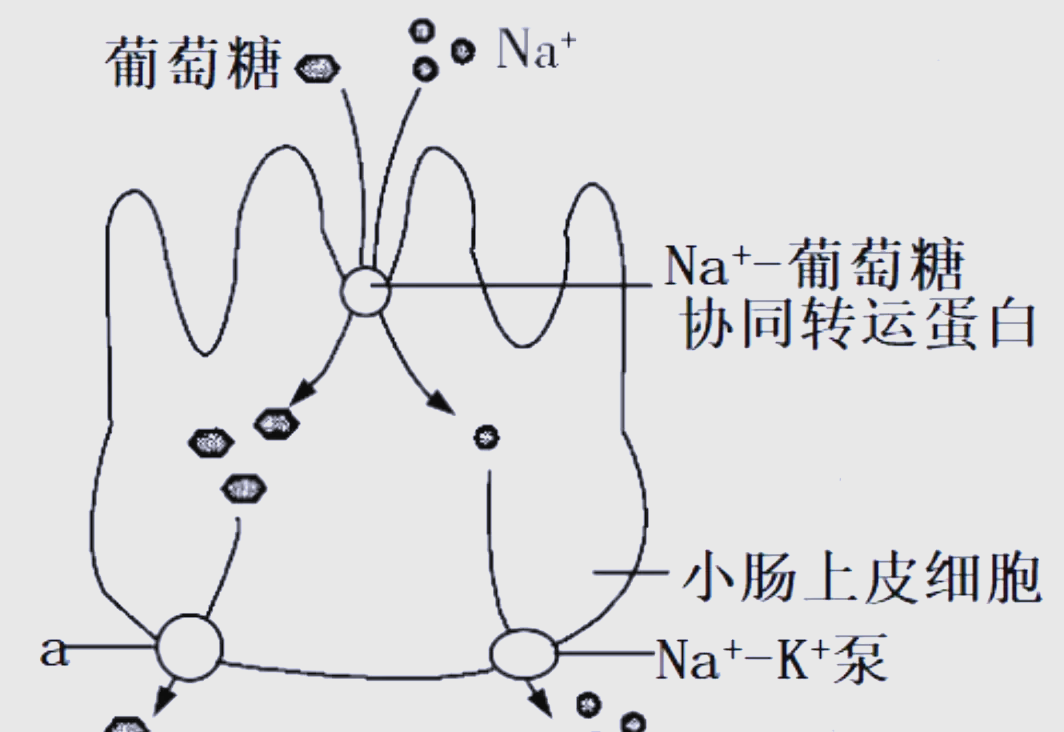 主動(dòng)運(yùn)輸,自由擴(kuò)散,協(xié)助擴(kuò)散的區(qū)別以及例子