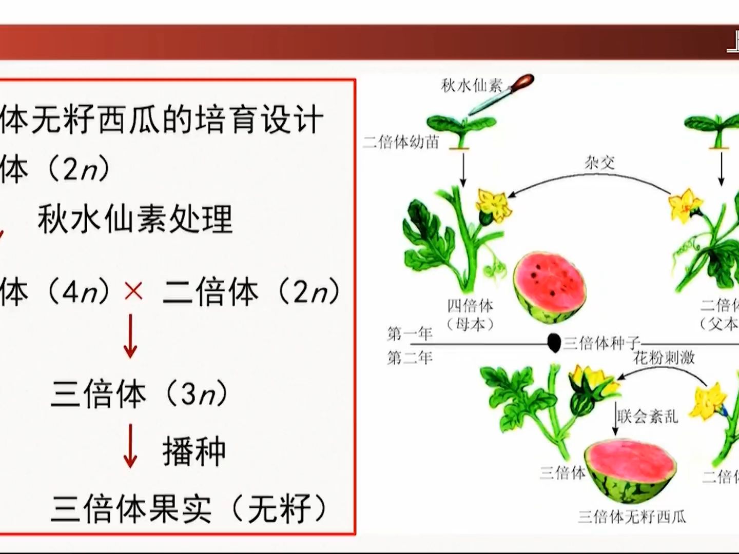 三倍體無籽西瓜的三種方法