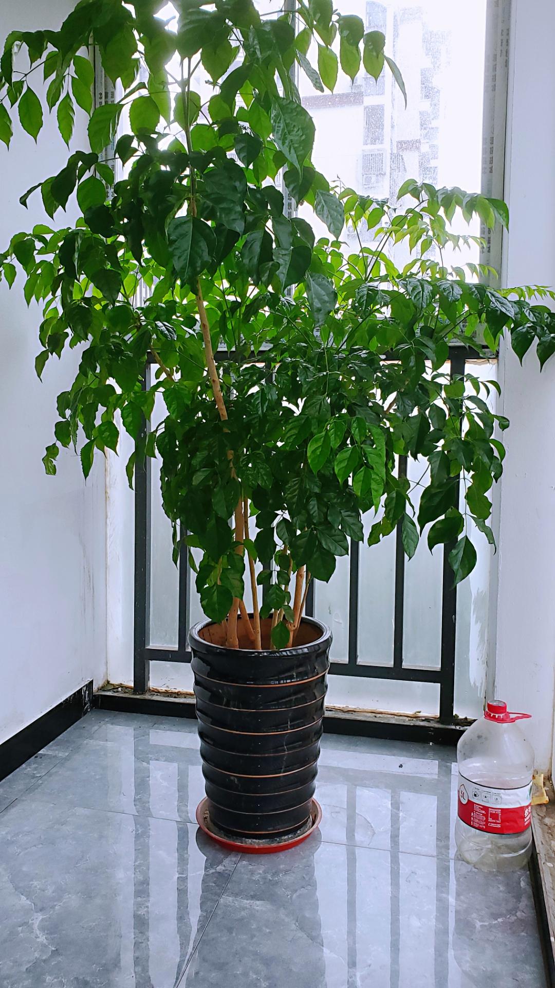 請問門前栽什么樹好