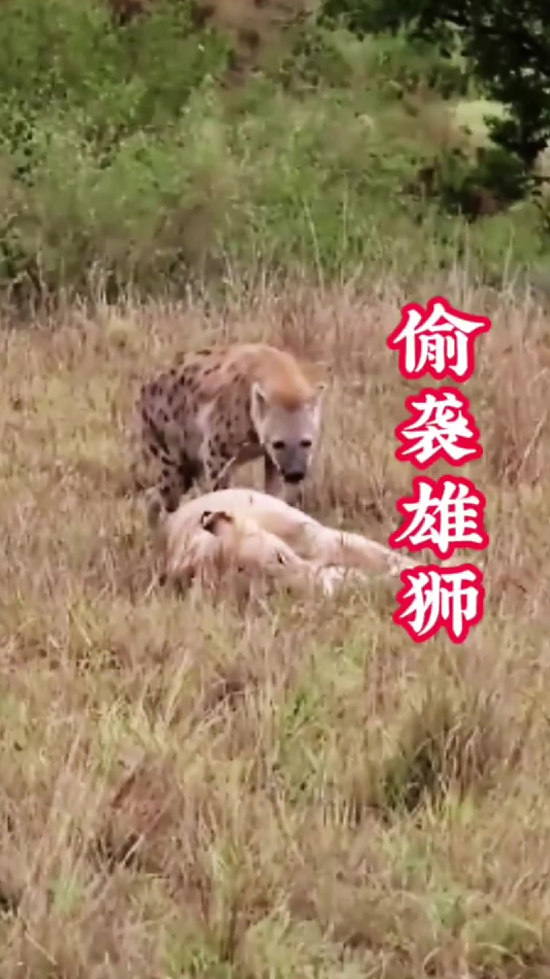 無法無天打個動物打個生肖