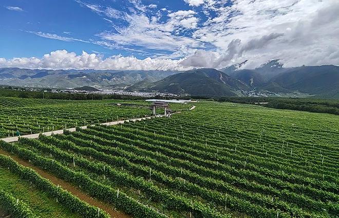 冰葡萄種植基地在東北哪里