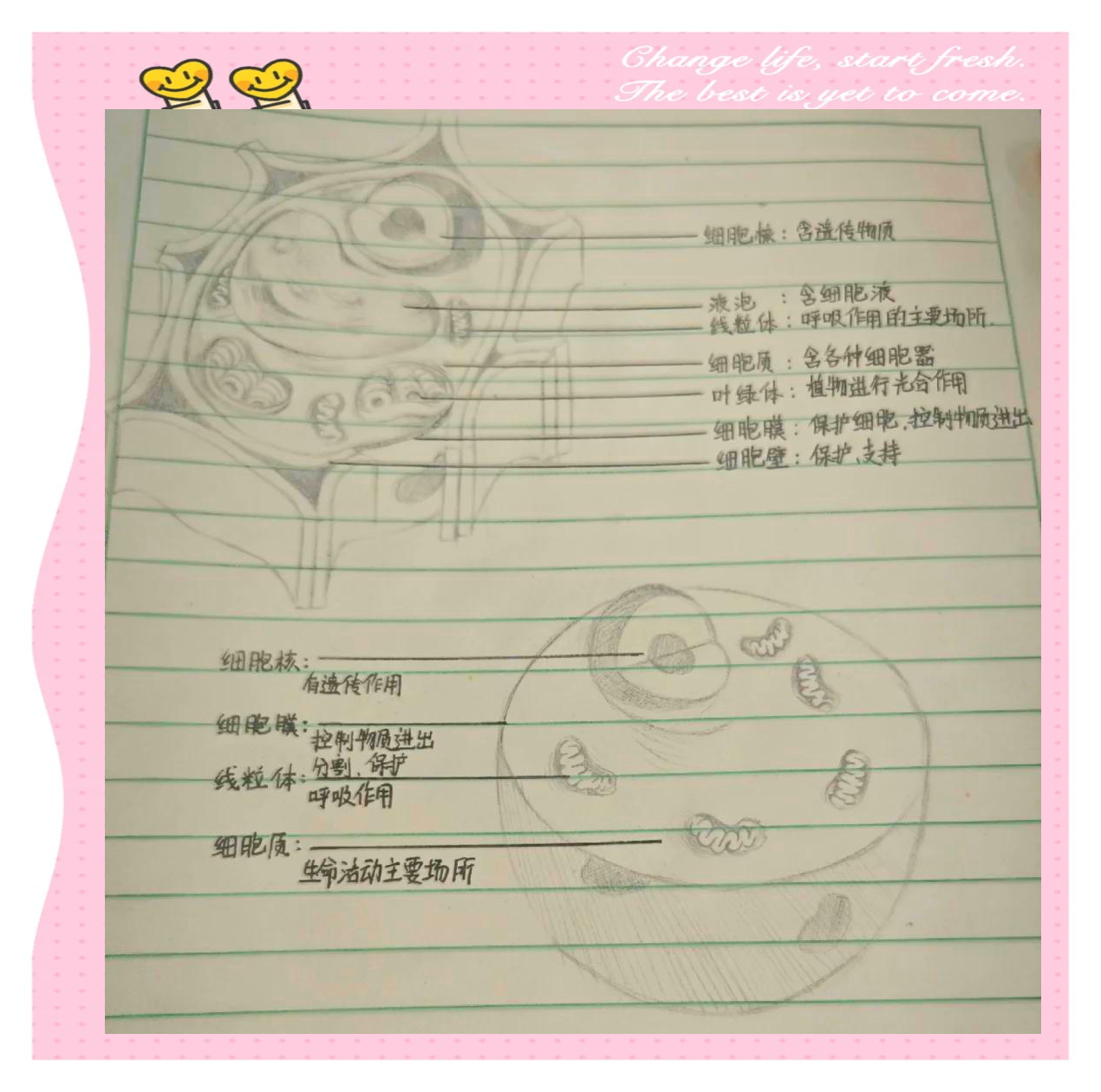 液泡的作用是什么簡答題
