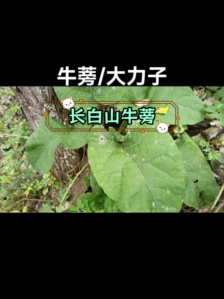 牛膀是牛的哪部分