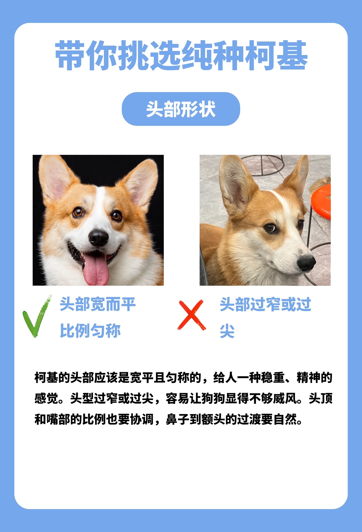 柯基不是純種有什么壞處