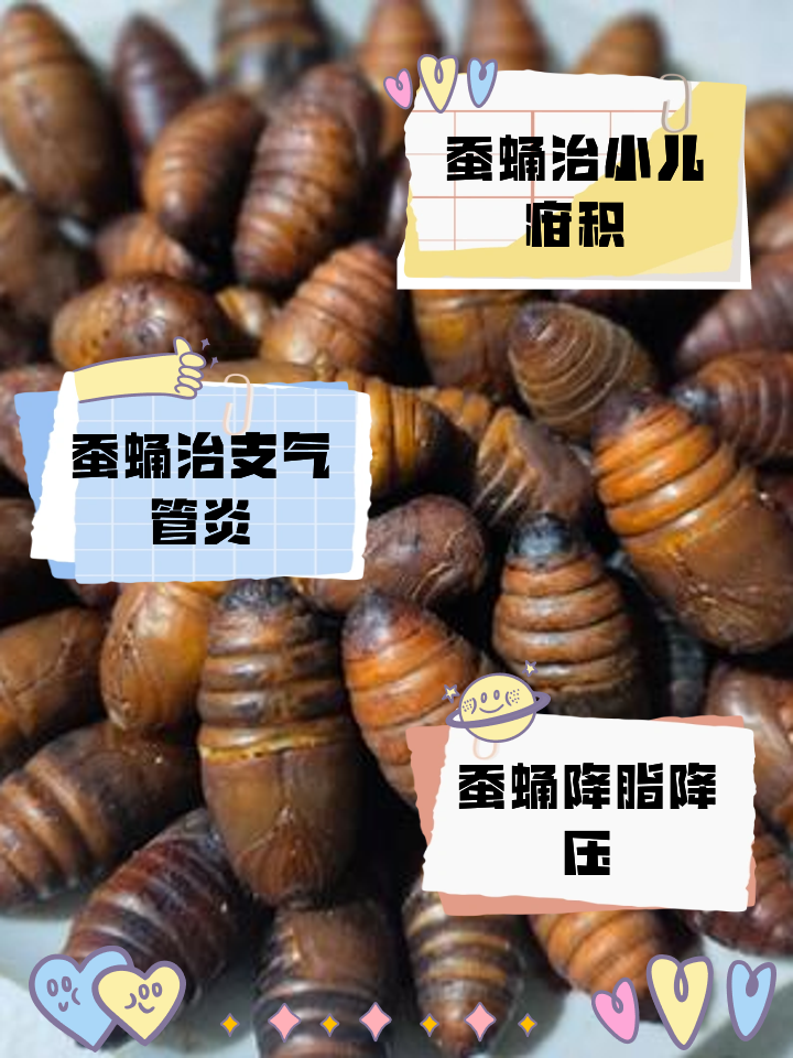 蠶蛹一天吃多少為宜,吃多長時間