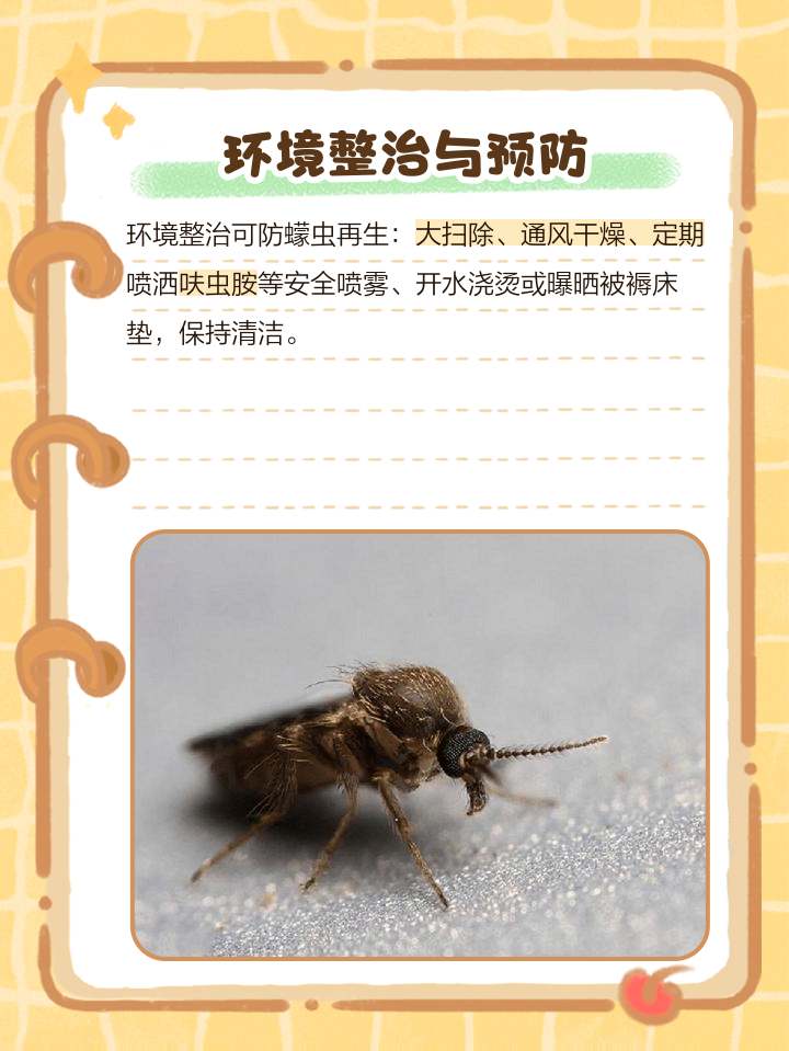 床蟲怎么處理