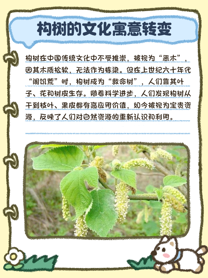 構(gòu)樹(shù)是干什么用的