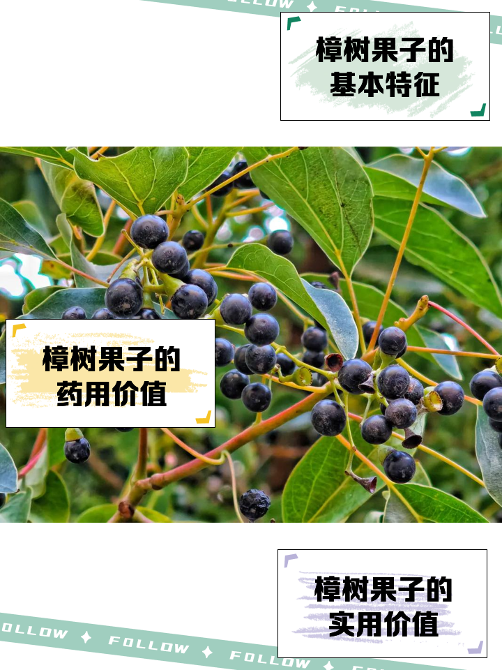 香樟木對女人的好處