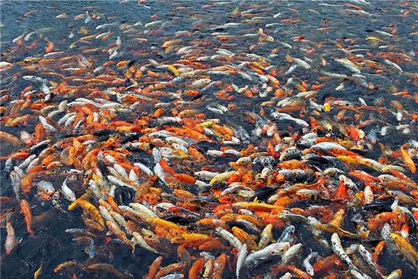 女人做夢夢到好多魚在水里跳躍