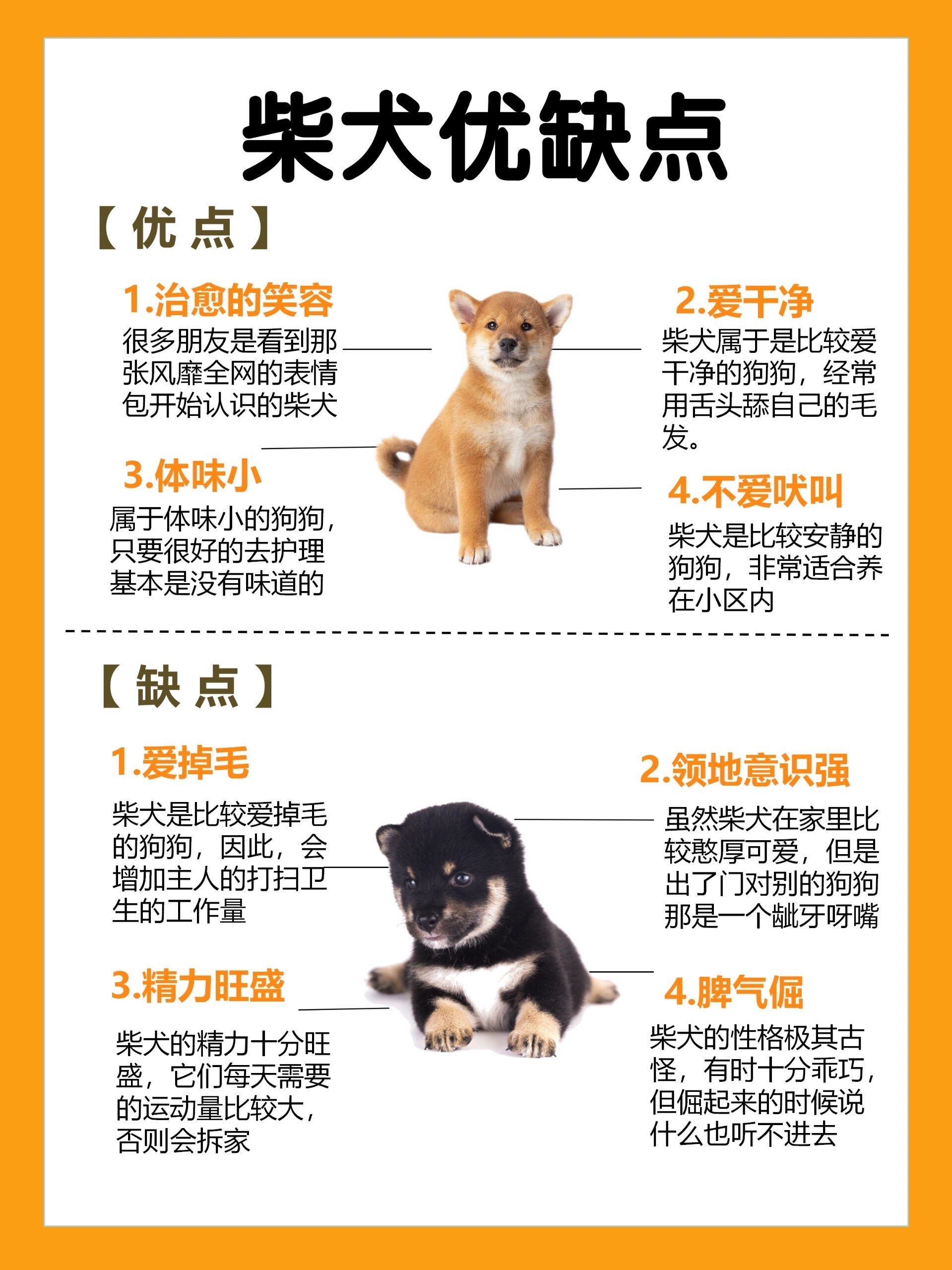 柴犬的智商排多少名