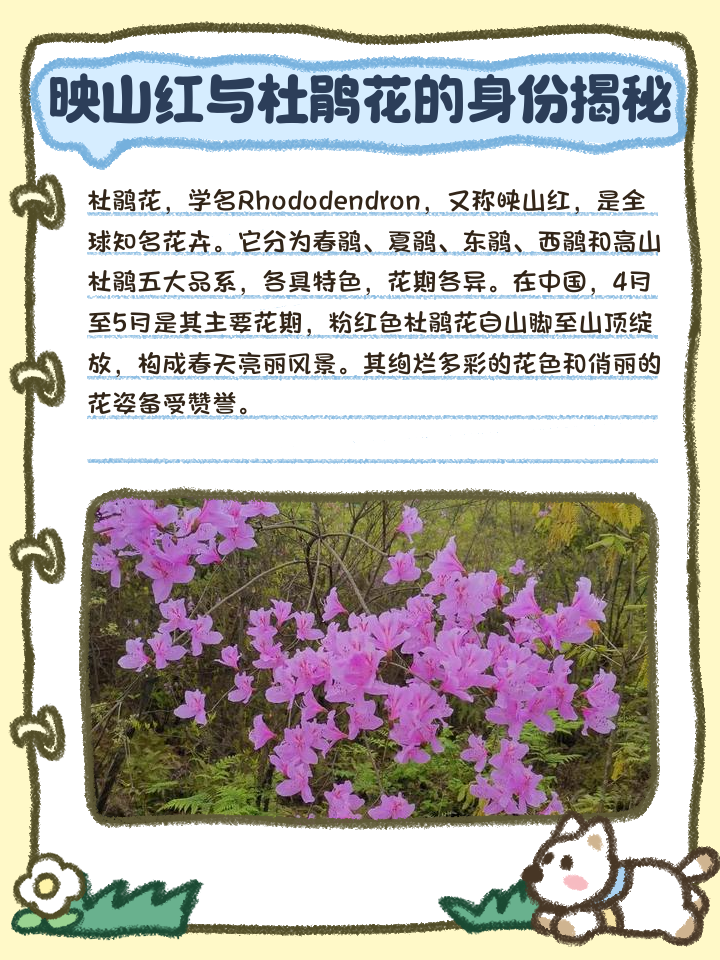 杜鵑花和映山紅是不是一種花