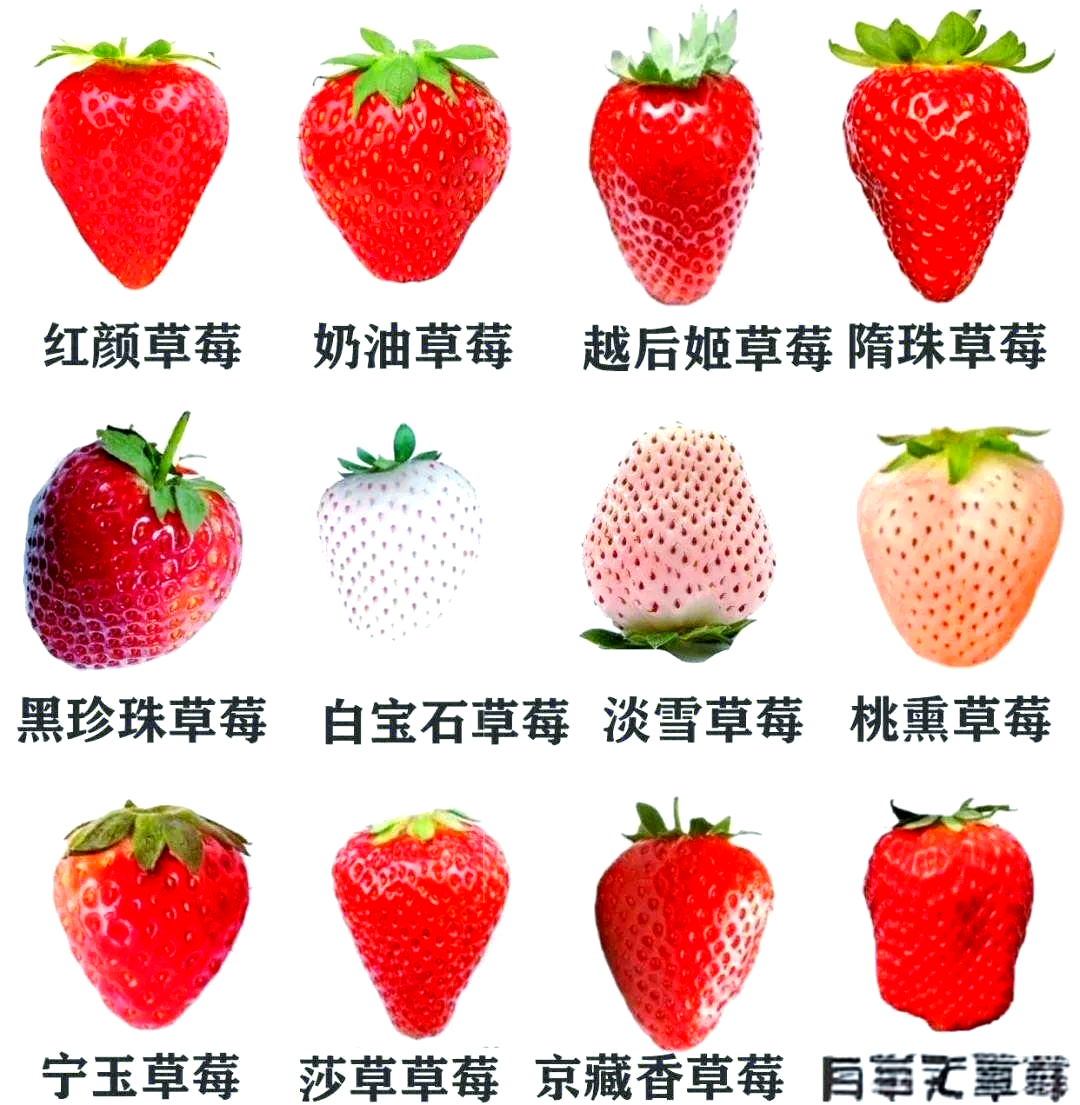 請問草莓的拼音怎么寫