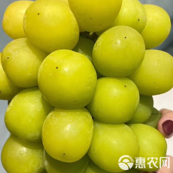 香悅葡萄如何保花保果