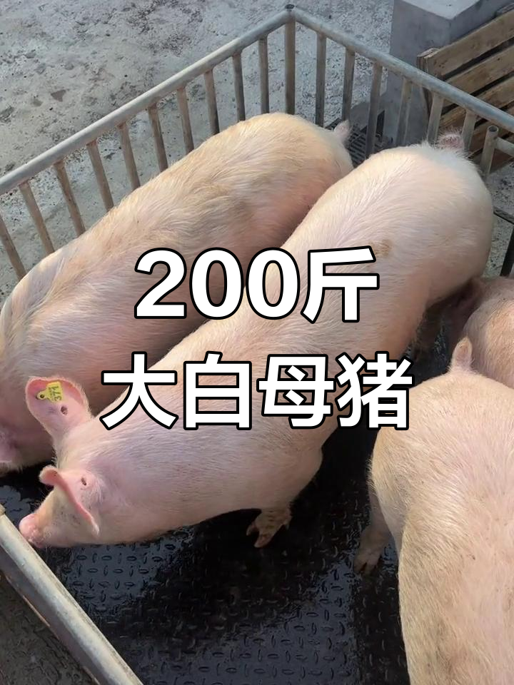 女人夢見一只大白豬追