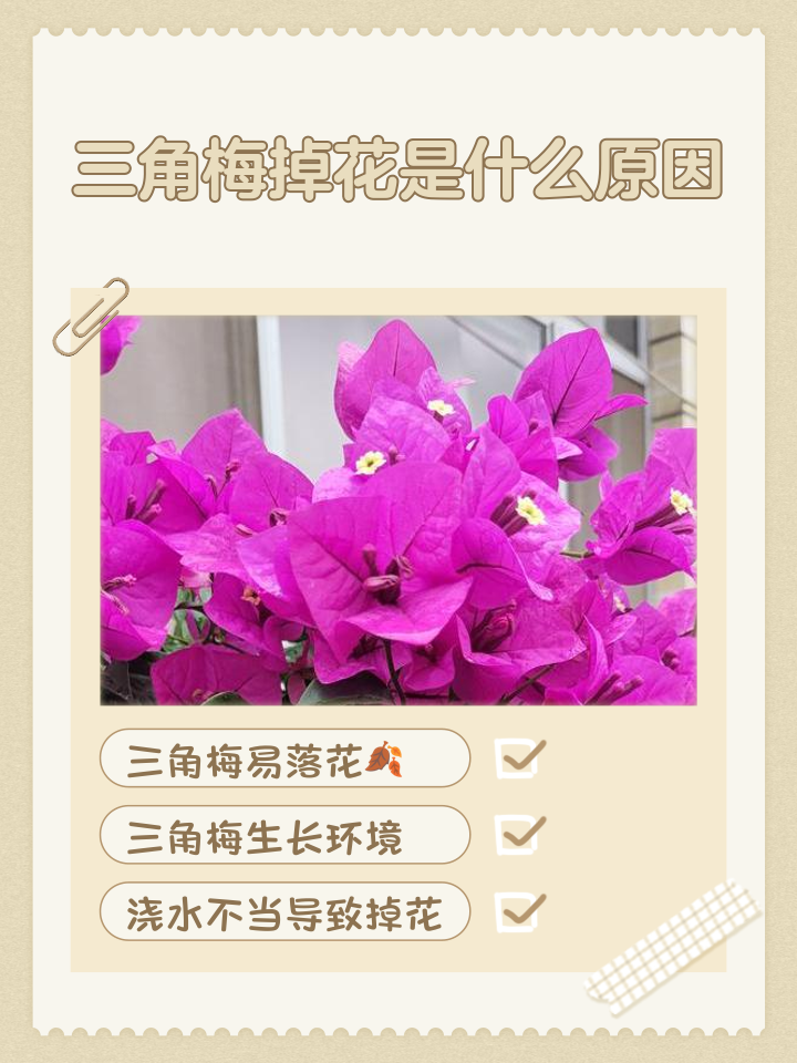 三角梅光長葉子不開花的原因