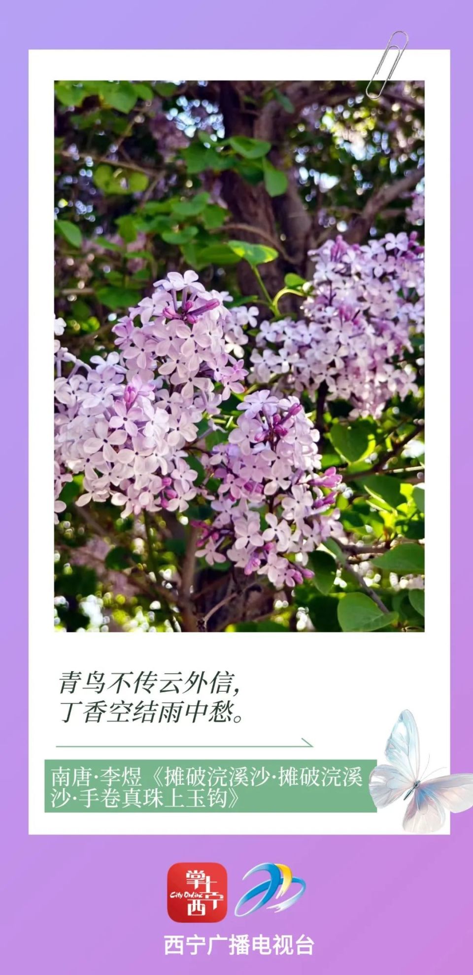 關于丁香花的詩句以及意思
