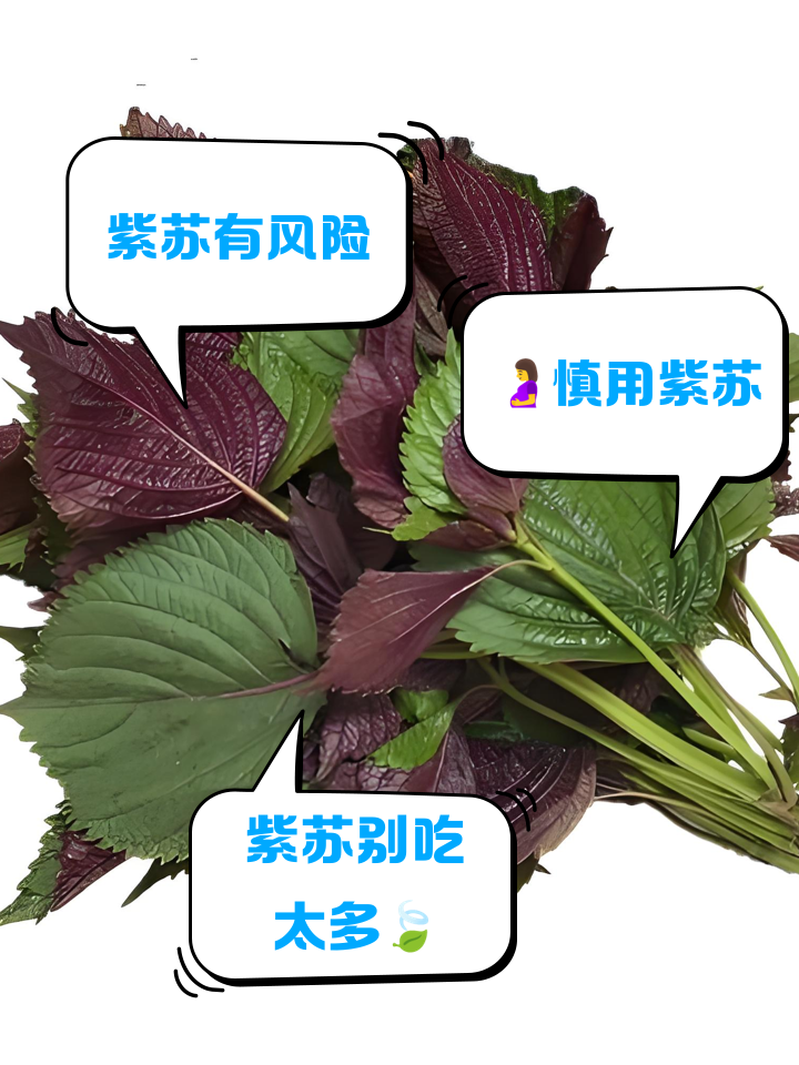 紫蘇一般怎么吃最好