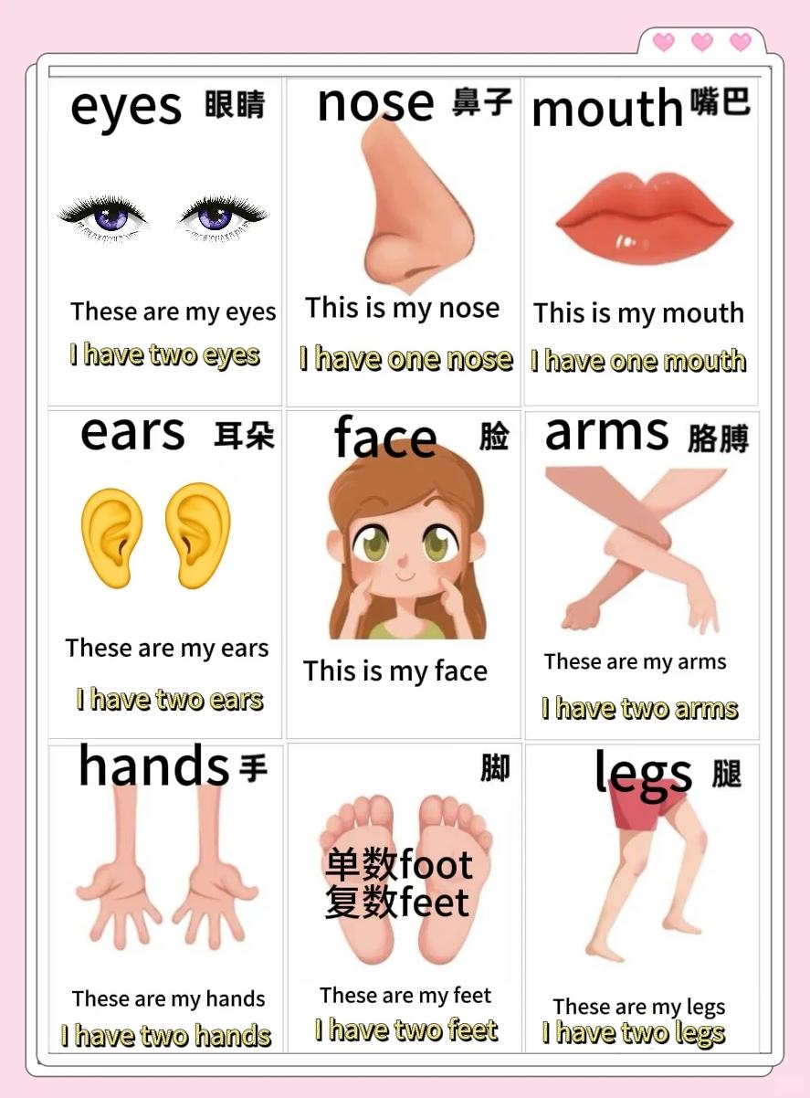 身體的英語怎么讀body