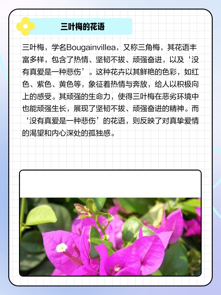 三葉梅何時開花