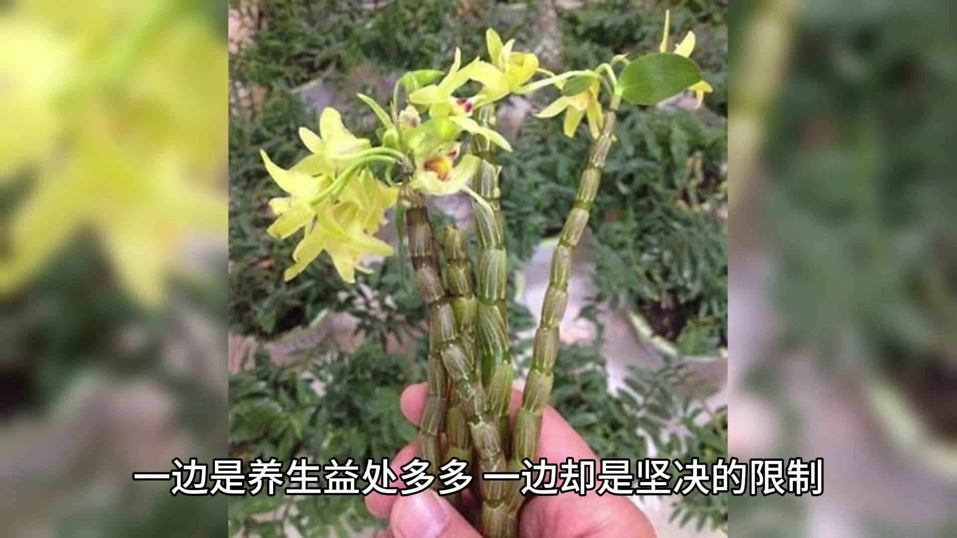 那些人不適合用石斛