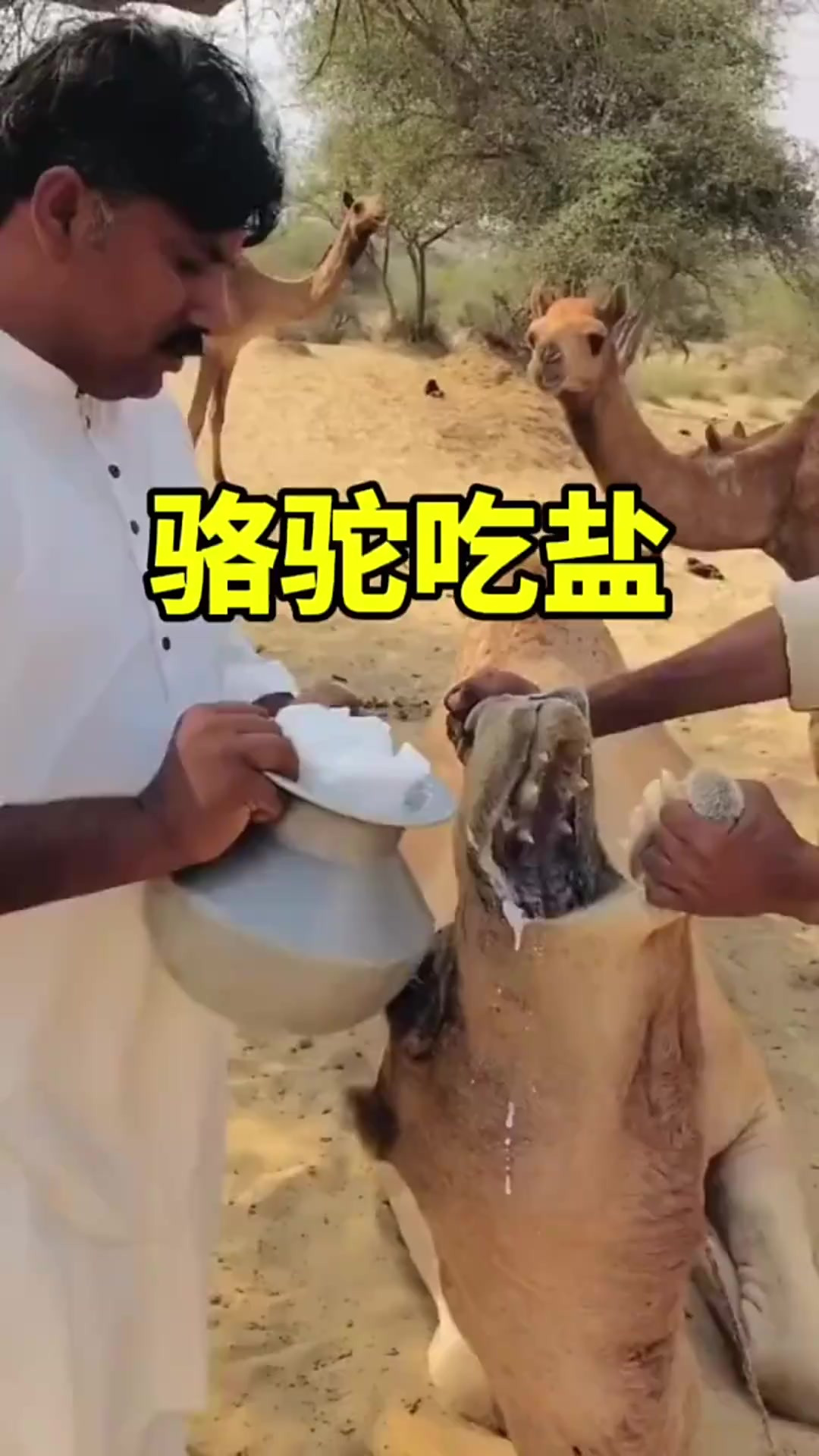 人一直不吃鹽會怎么樣